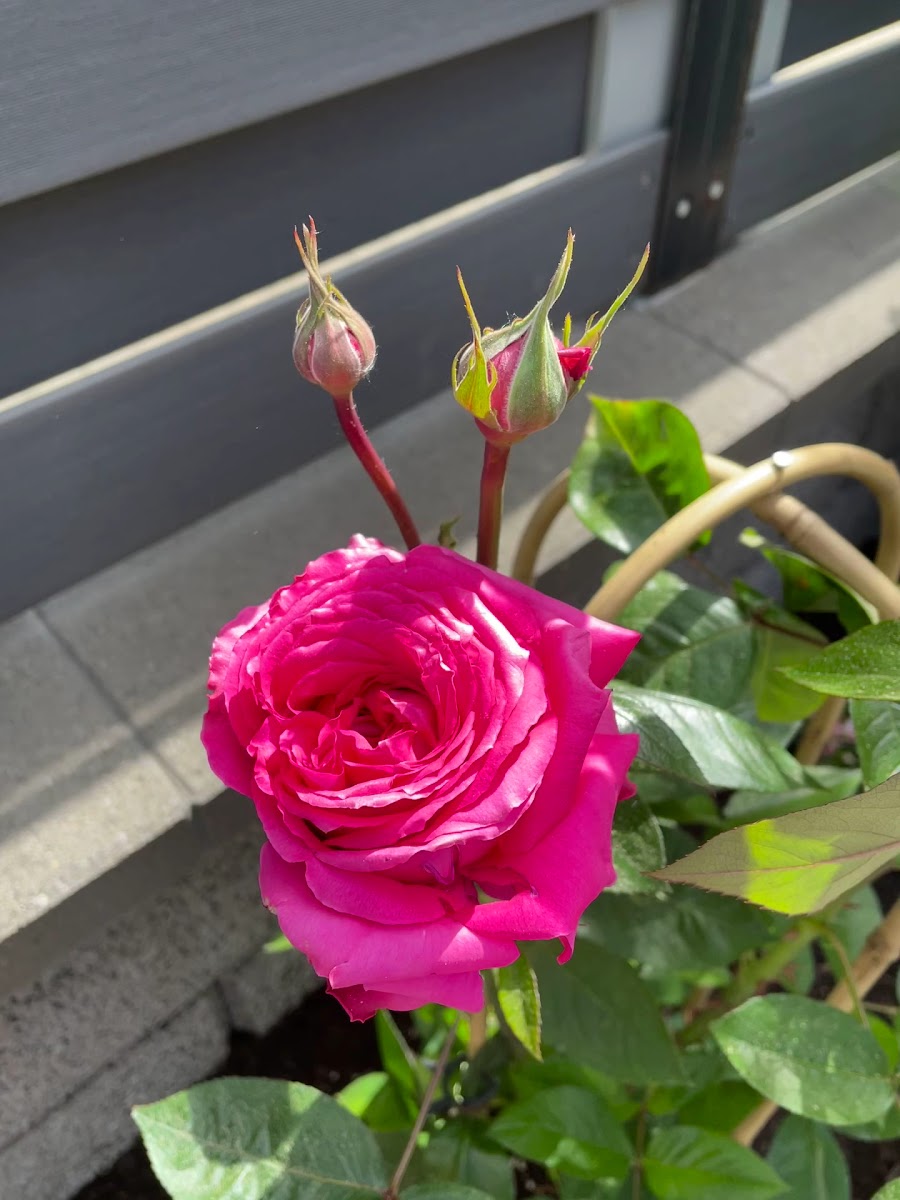 Pizzeria Kebap-Haus Aspendos-2